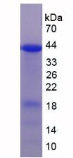 Figure 3. SDS-PAGE