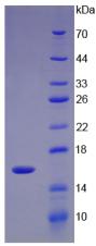 Figure 2. SDS-PAGE
