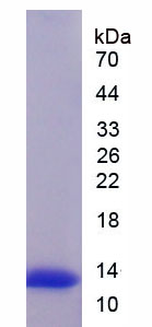 Figure 1. SDS-PAGE
