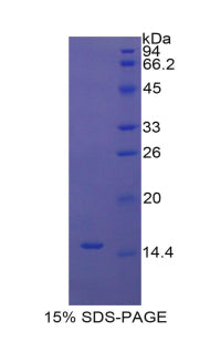 Figure 1. SDS-PAGE