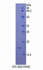 Figure 1. SDS-PAGE