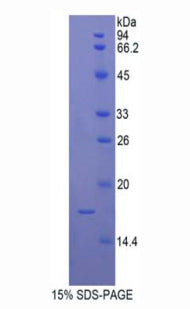 Figure 1. SDS-PAGE