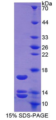 Figure 1. SDS-PAGE