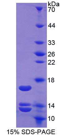 Figure 1. SDS-PAGE