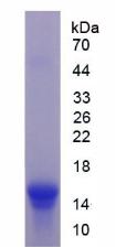 Figure 3. SDS-PAGE