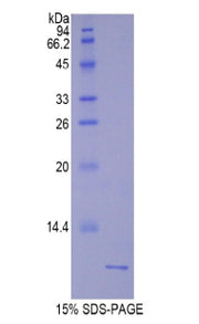 Figure 1. SDS-PAGE