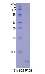 Figure 1. SDS-PAGE