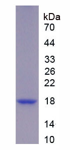 Figure 1. SDS-PAGE
