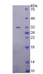 Figure 2. SDS-PAGE