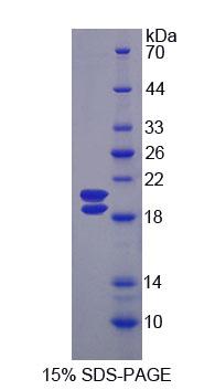 Figure 1. SDS-PAGE