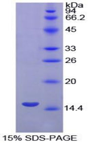 Figure 1. SDS-PAGE