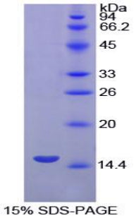 Figure 1. SDS-PAGE