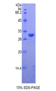 Figure 1. SDS-PAGE