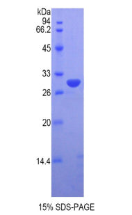 Figure 1. SDS-PAGE
