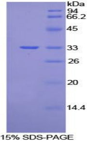 Figure 1. SDS-PAGE