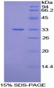 Figure 1. SDS-PAGE