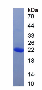 Figure 1. SDS-PAGE
