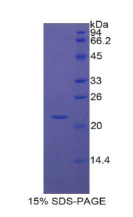 Figure 1. SDS-PAGE