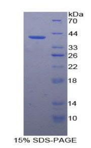 Figure 1. SDS-PAGE