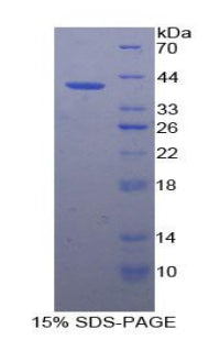 Figure 1. SDS-PAGE