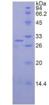 Figure 2. SDS-PAGE