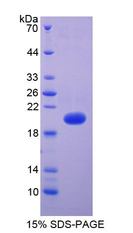 Figure 1. SDS-PAGE