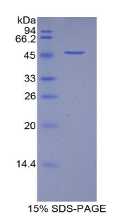 Figure 1. SDS-PAGE