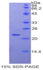 Figure 1. SDS-PAGE