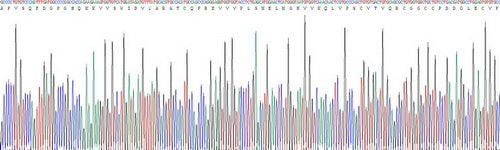 Recombinant Rat Vascular Endothelial Growth Factor B (VEGFB)