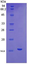 Figure 2. SDS-PAGE