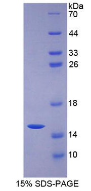 Figure 1. SDS-PAGE