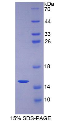 Figure 1. SDS-PAGE