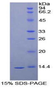 Figure 1. SDS-PAGE