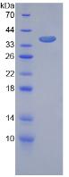 Figure 2. SDS-PAGE