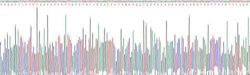 Recombinant Rat Vascular Endothelial Growth Factor Receptor 1 (VEGFR1)