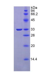 Figure 3. SDS-PAGE