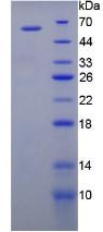 Figure 2. SDS-PAGE