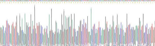 Recombinant Human Vascular Endothelial Growth Factor Receptor 2 (VEGFR2)