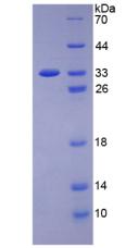 Figure 3. SDS-PAGE