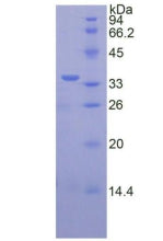 Figure 2. SDS-PAGE