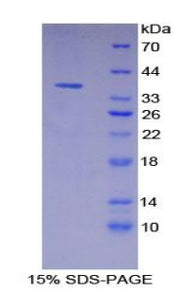 Figure 1. SDS-PAGE
