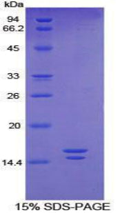 Figure 1. SDS-PAGE