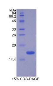Figure 1. SDS-PAGE