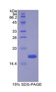 Figure 1. SDS-PAGE