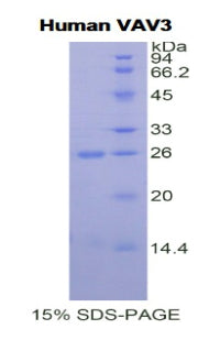 Figure 1. SDS-PAGE