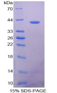Figure 1. SDS-PAGE