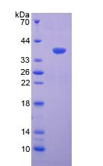 Figure 3. SDS-PAGE