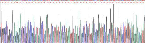 Recombinant Human Vesicle Associated Membrane Protein Associated Protein A (VAPA)