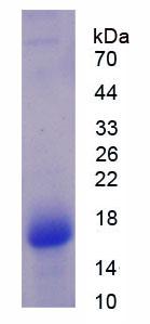 Figure 3. SDS-PAGE