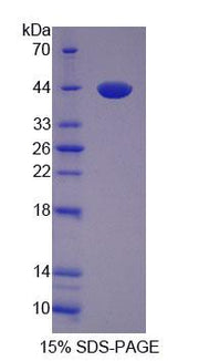 Figure 1. SDS-PAGE